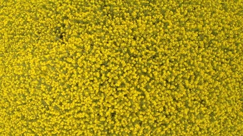 Flying low over  field Stock Footage 62724185