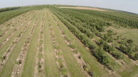 Flying low over  field Video stock 62724369