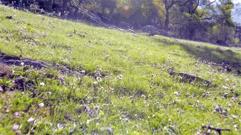 Flying low over the grass in the woods Stock Footage 115915798