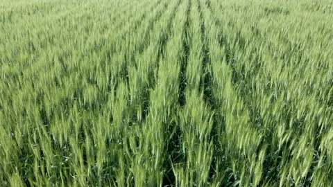 Flying low over a green wheat field showing the heads of the wheat and the rows  Stock Footage 158453474
