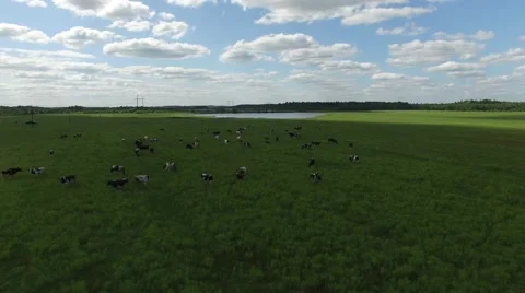 Flying low over the herd of cows grazing in a green field. Stock Footage 63770159