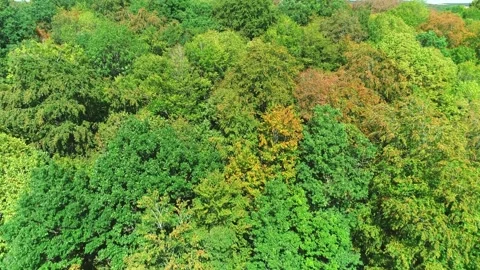 Flying Low over Lush Forest, Revealing Yellow Fields - Haute Marne, France 4K Stock Footage 259848213