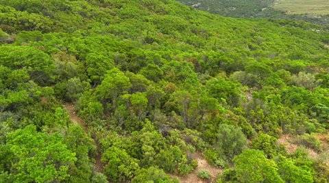 Flying low over macchia landscape in sardinia Vidéo 40876424