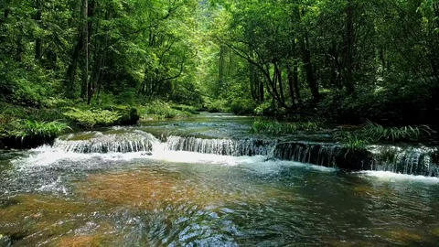 Flying low over mountain streams, landscape of the deep forest Stock-Footage 129932816