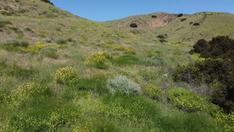 Flying low over mountain, wildflowers and trees Stock Footage 271688372