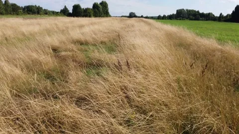Flying low over the patch of red yellow grass in the fields, 4K Video stock 161877622