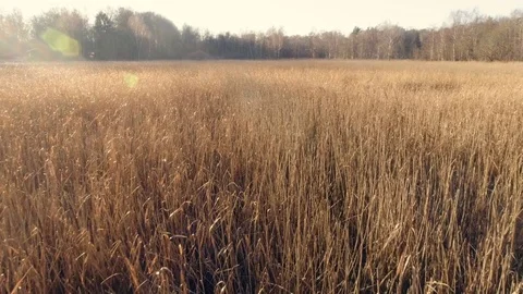 Flying Low Over A Phragmites Field in 4K Stock Footage 83247738
