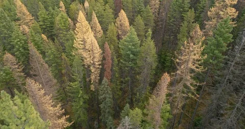 Flying low over pine forest with yellow trees 動画素材 127380696