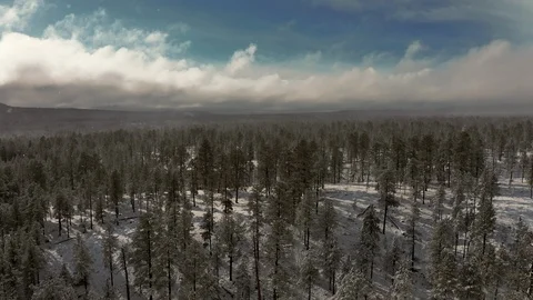 Flying low over pine trees in a forest with a gathering snowstorm Stock Footage 127270350