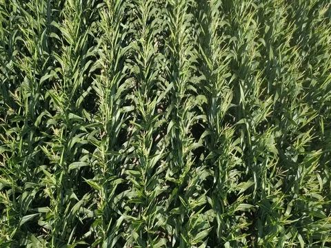 Flying low over rows of corn Stock Footage 78156676