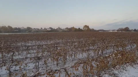 Flying low over a small Vineyard in Winter Stock Footage 47579141