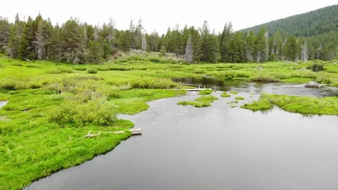 Flying Low Over Sub Alpine Meadow Near Truckee California - Aerial Drone Stock Footage 111985952