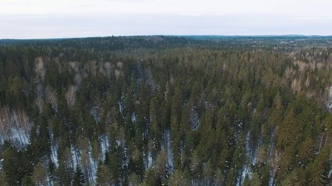 Flying low over tops of spruce, fir and pine trees. Stock Footage 92859006