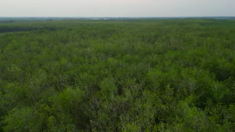 :Flying low over the trees low Video stock 241347371