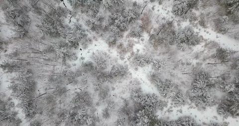 Flying low over treetops in snowy forest scene Stock Footage 124831985