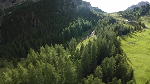 Flying low over vibrant forest treetops, aerial view of dense coniferous crown Stockbeeldmateriaal 323149000