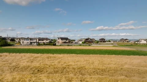 Flying low over wheat and rows of green plants in field by houses in rural Japan Stock Footage 242344717