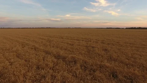 Flying low over a wheat field in rural NSW Australia at sunset Stock Footage