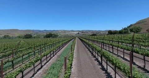 Flying low through a grape vineyard at springtime Stock Footage 72978870