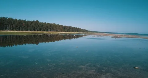 Flying low towards flock of herons Stock Footage 90758494