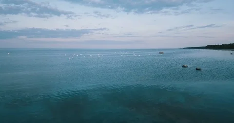 Flying low towards flock of swans Stock Footage 90758531