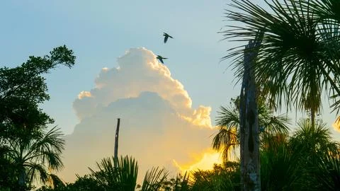Flying Macaw at Sunset Stock Photos