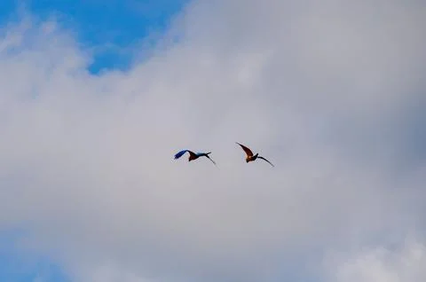 Flying Macaws Stock Photos