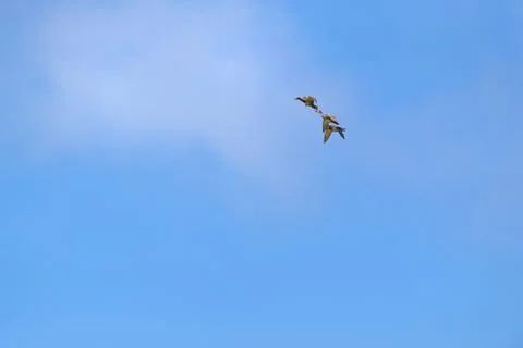 Flying mallard ducks Foto stock