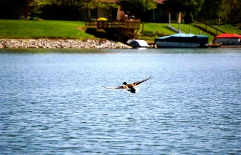 Flying mallard 스톡 사진