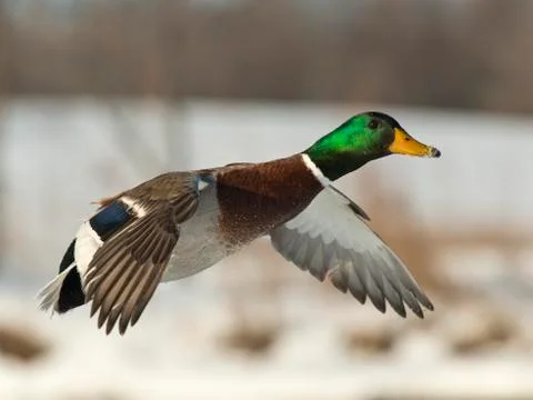 Flying Mallard Stock Photos