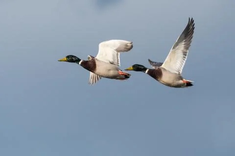 Flying Mallards closeup Stock Photos