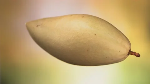 Flying of Mango in Red Yellow Background in Slow Motion Stock Footage 223511655
