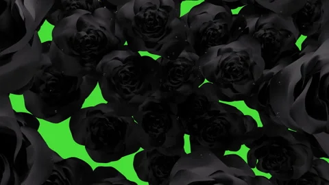 Flying in of many black roses covered by water drops in front of green screen Stock Footage 324752268