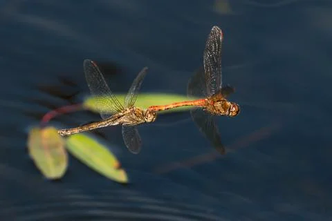 Flying mating dragonflies Stock Photos