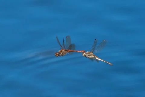 Flying mating dragonflies Stock-Fotos
