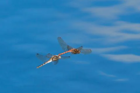 Flying mating dragonflies Foto stock
