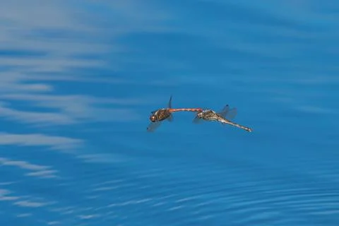 Flying mating dragonflies Stock-Fotos