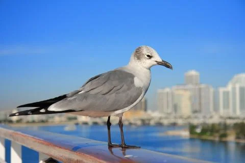 Flying to miami Stock Photos
