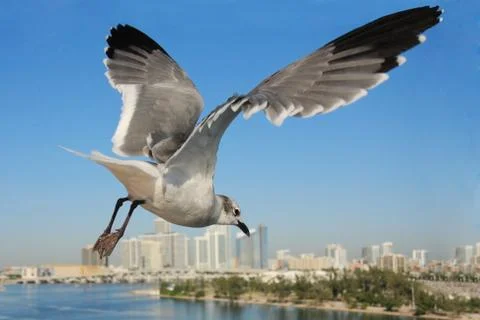 Flying to miami Stock Photos