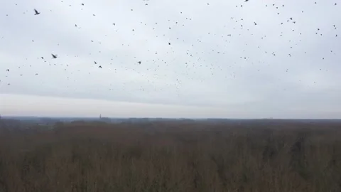 Flying in the middle of a large flock of birds doves above a forest Stock Footage 142746089