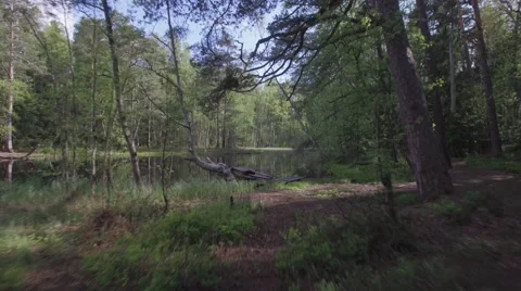 Flying in the middle of trees and beautiful pond in Finnish forest. Video stock 64338333