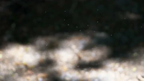 Flying midges on a blurred background Stock Footage 159442326