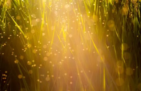 Flying midges Stock-Fotos