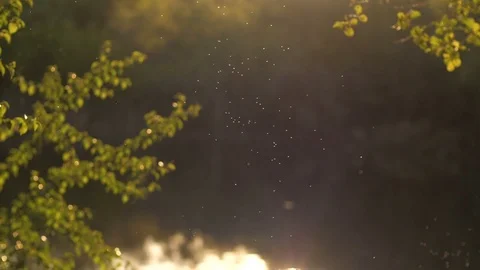 Flying midges at sunset Stock Footage 78881159