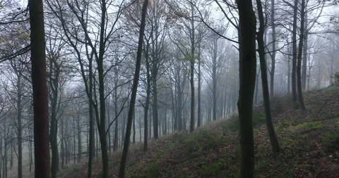 Flying in a misty forest Stock-Footage 237651611