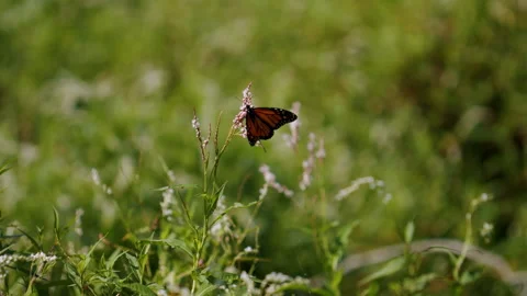 Flying monarch butterfly Stock Footage 200527317