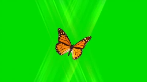 Flying Monarch Butterfly Green Screen Animation Loop Chroma Key Stock Footage 339353579