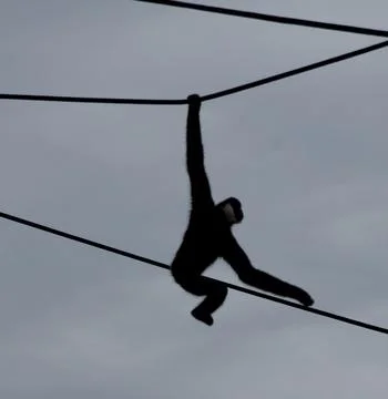 Flying Monkey Stock Photos