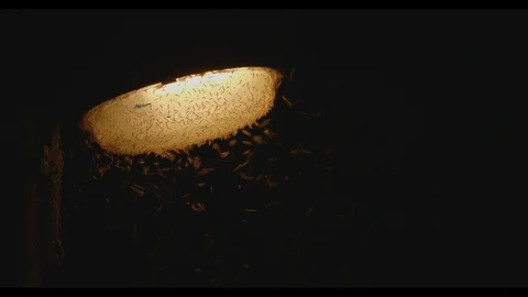 Flying mosquitoes during nighttime in 4K. Stock Footage 129236354
