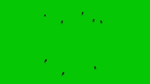 Flying Mosquitoes on Green Screen - Loop Animation Stock Footage 317143976